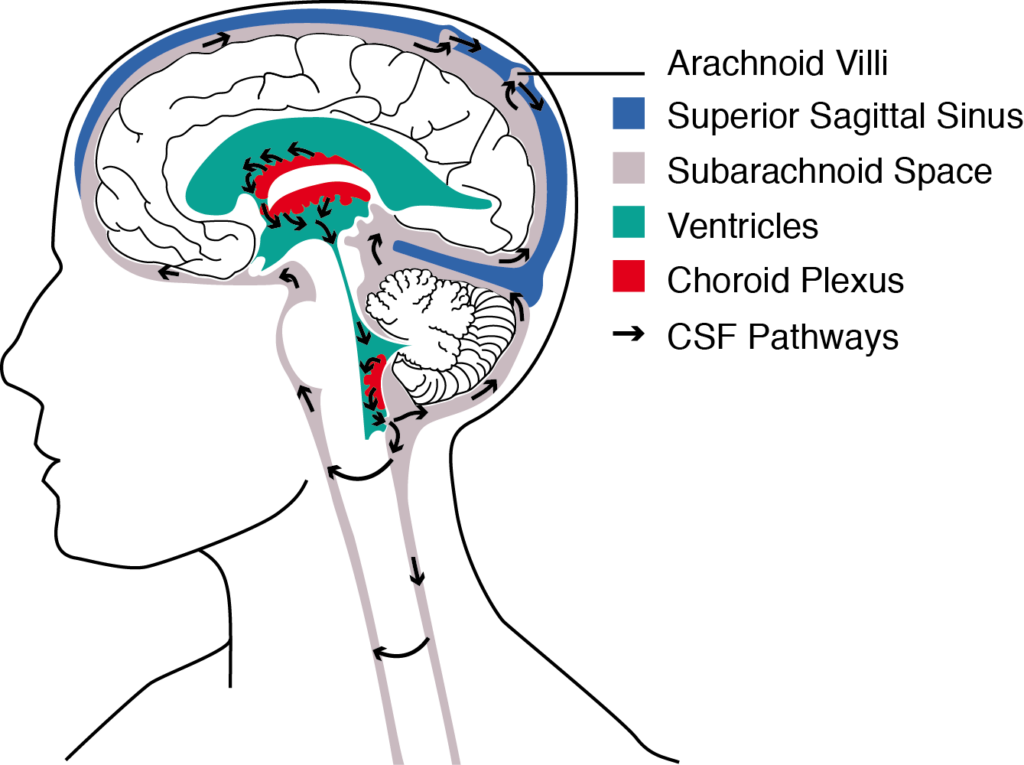BrainAnatomyComplete